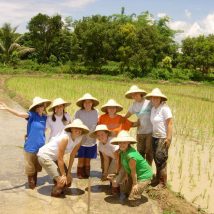 Thailand Ricefields