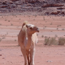 Middle East Camel.jpg