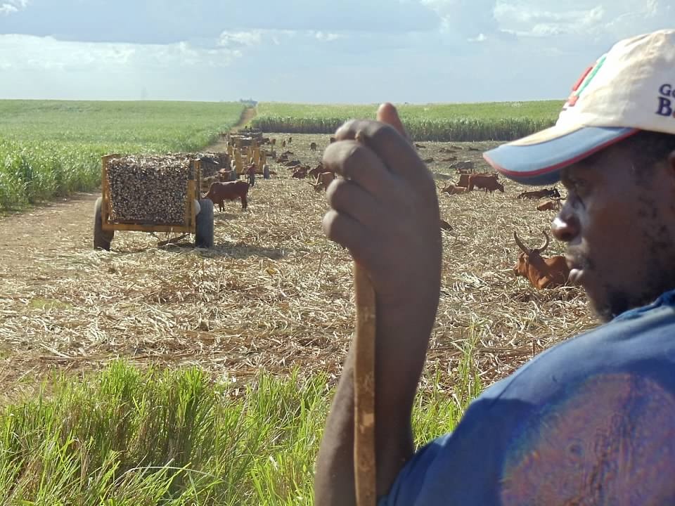 cane cutting.jpeg