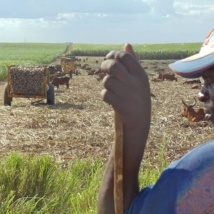 cane cutting.jpeg