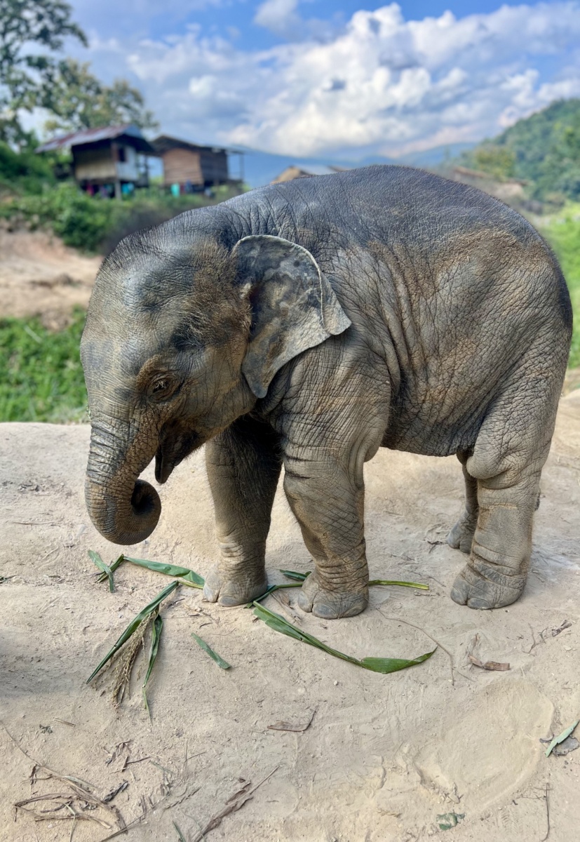 TH1124 Baby elephant2.jpg