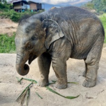 TH1124 Baby elephant2.jpg